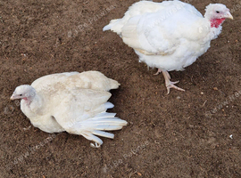 3 commercial white turkey hens