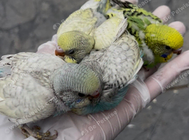 Hand reared baby budgies for sale