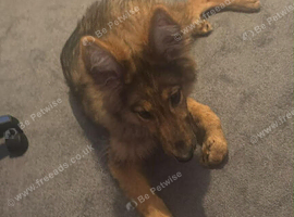 Female German shepherd