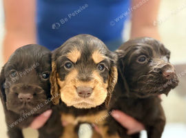 Looking for new homes