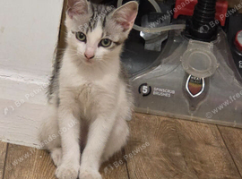 Kitten