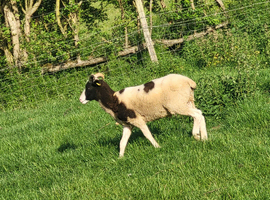 Hoggets rams and wethers last years lambs