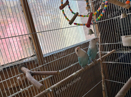 Lovebirds for sale