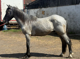 Clydesdale x ish 2 year old gelding