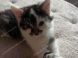 Calico kitten