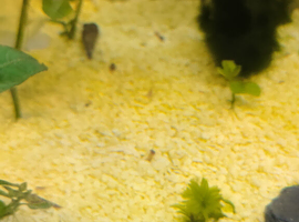 Malaysian Trumpet Snails juveniles