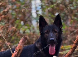 2 year old male gsd