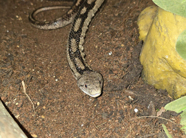 Female Rat Snake approximately 4ft. & Vivarium.