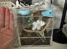 Young Male Jumping Spider & Complete Setup