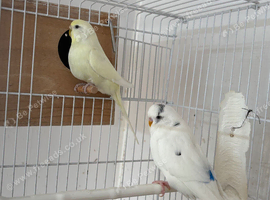 Young pair of budgies for sale