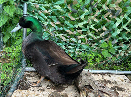 Cayuga-Pekin Cross Drakes