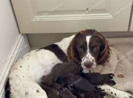 SPROCKERS PUPPIES