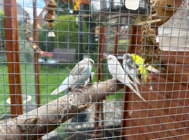 10/14 week old budgies