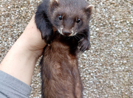EU X black polecat Jill
