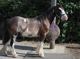 Benji, cob to make 13.2-14hh