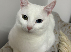 I want to rehome my cat