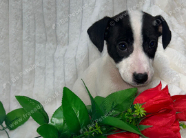 Jack russell