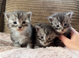 Gorgeous Maine Coon Kittens