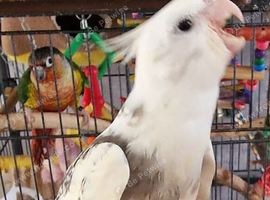 Hand reared baby Cockatiels