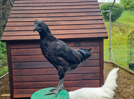 Ayam Cemani Cockerel for sale