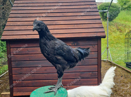Ayam Cemani Cockerel for sale