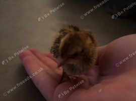 4 Babby quails &pound;3 each
