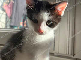 KITTENS READY TO LEAVE NOW!!!