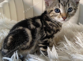 8 Week Old Stunning Male Kitten