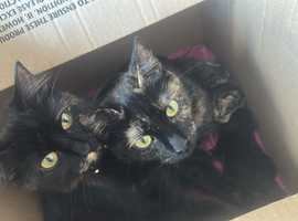 7 beautiful kittens available 30th June