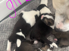 70% Akita x staff 30%