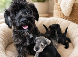 Schnauzer