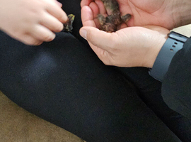 Chinese painted quail chicks