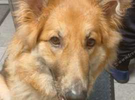 Looking for stud dogs for female german shepherd
