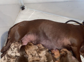 Lovely litter of colours