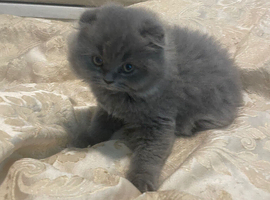 Scottish fold kittens