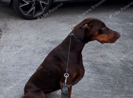 Adult chocolate doberman