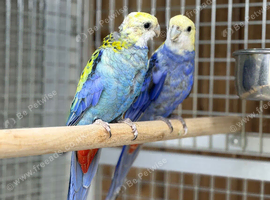 Rosella