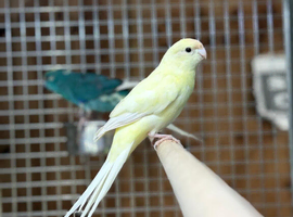 Kakariki parrot