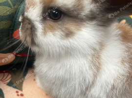 Beautiful mini plush lops