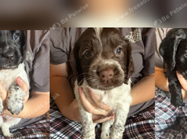 COCKER SPANIELS 2 Boys 1 Girl SCARBOROUGH