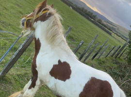 Skewbald colt