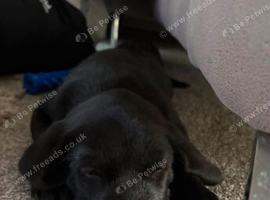 Labrador Puppies