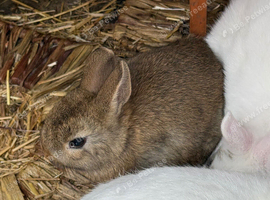 Netherland dwarf kits 2 LEFT