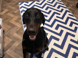 Doberman Female