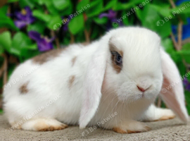 Mini lop