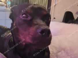 staffy cross rotty