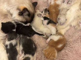 Ragdoll Kittens