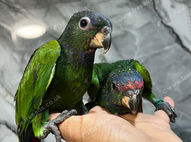 Hand-Rearing Baby Super Tame Cuddly Blue Headed Pionus