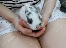Bunnies