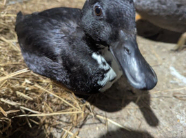 Call ducks for sale